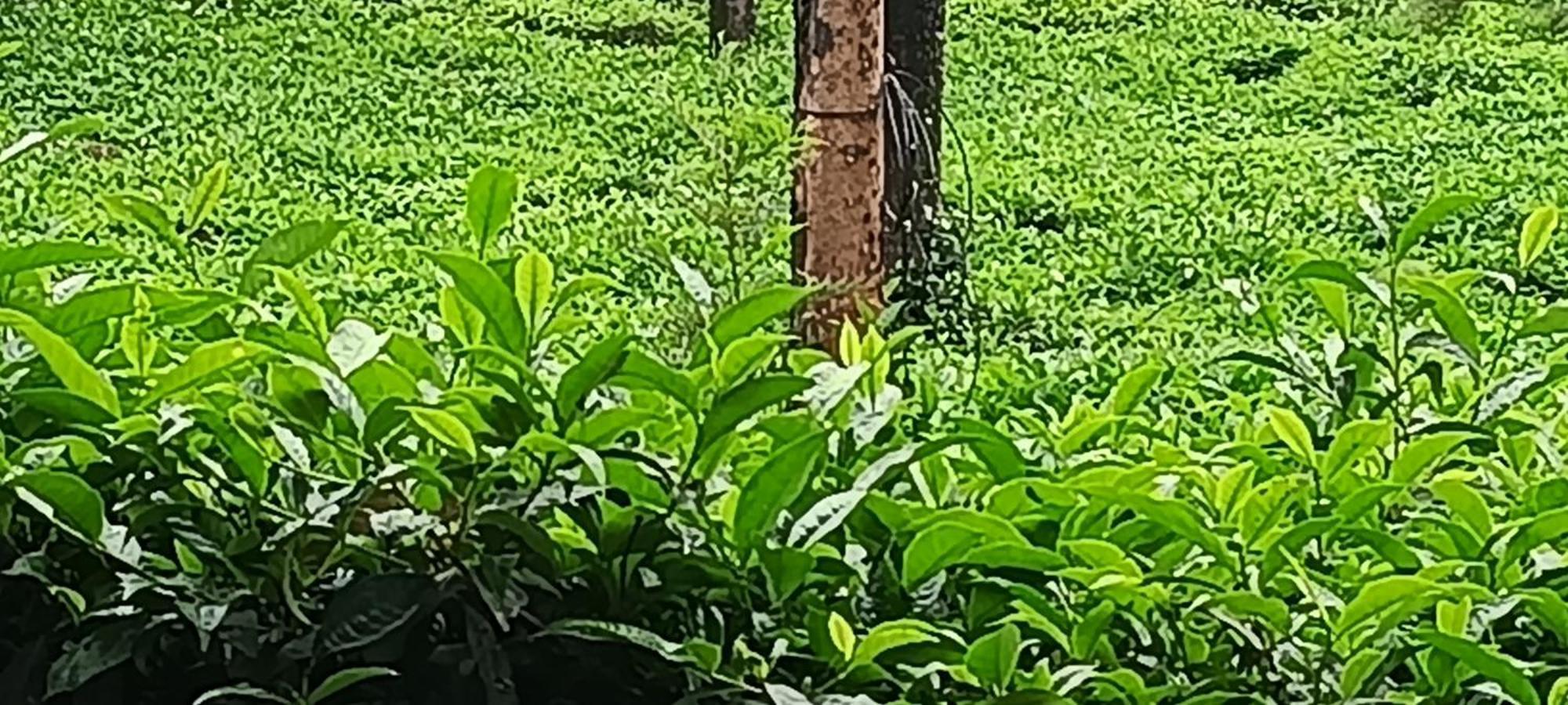Jungle Valley Ayurvedic Spa Resort Meppādi Kültér fotó
