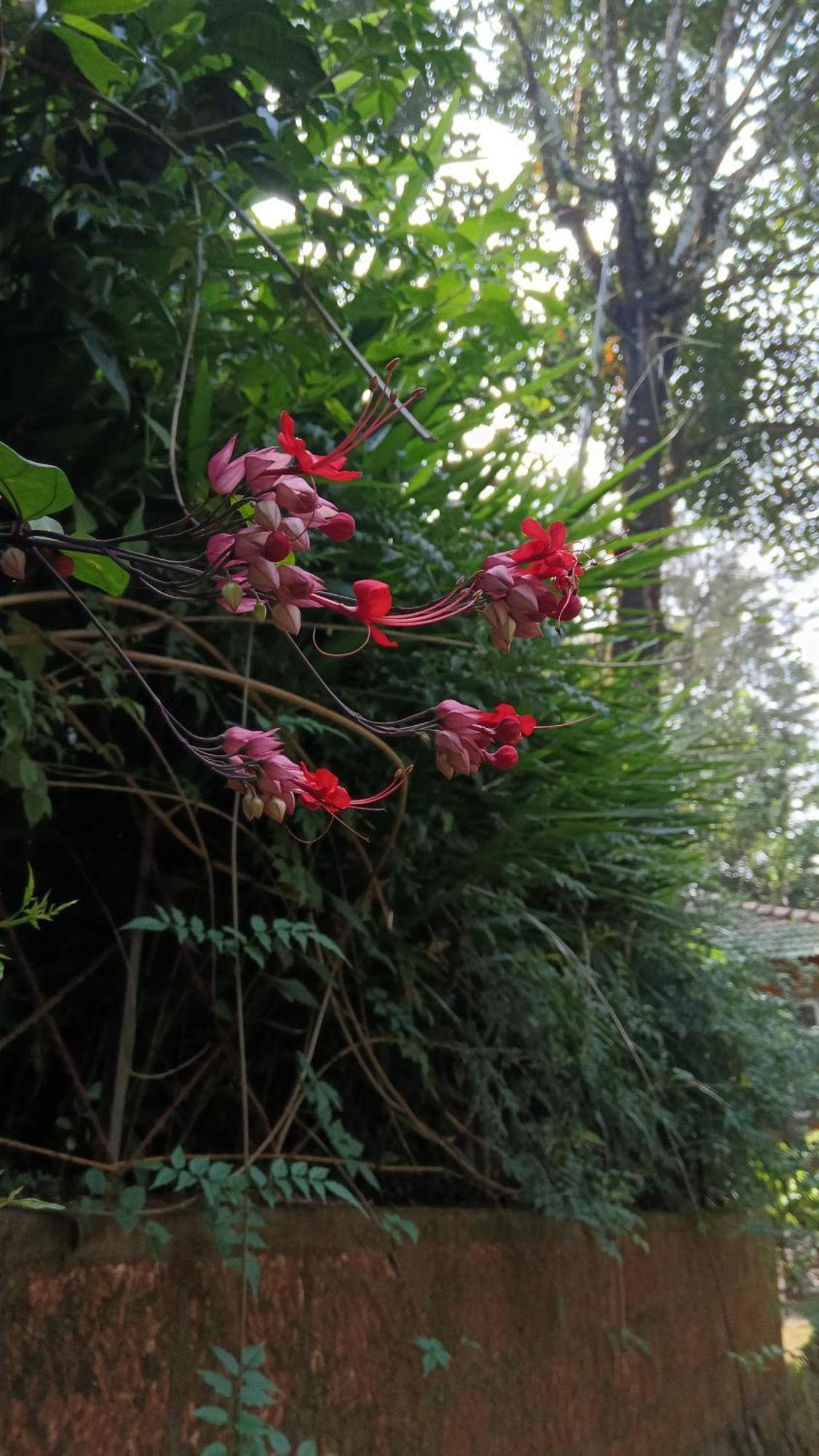 Jungle Valley Ayurvedic Spa Resort Meppādi Kültér fotó